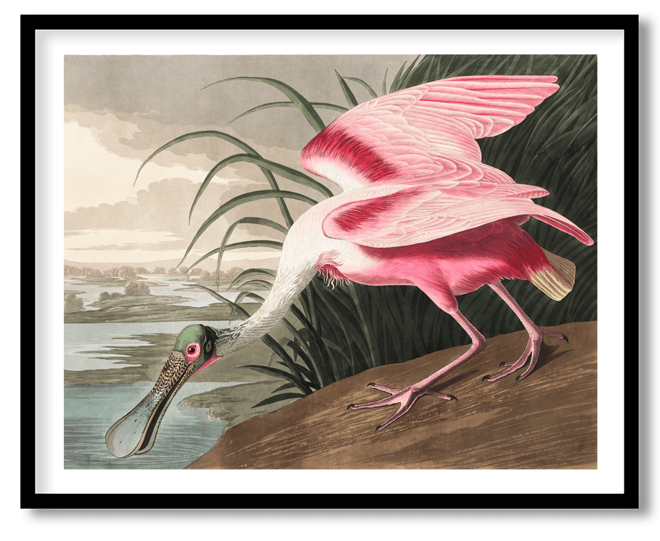 Roseate spoonbill by John James Audubon