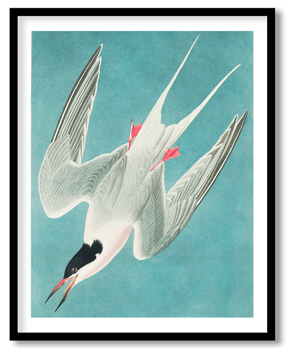 Roseate tern by John James Audubon