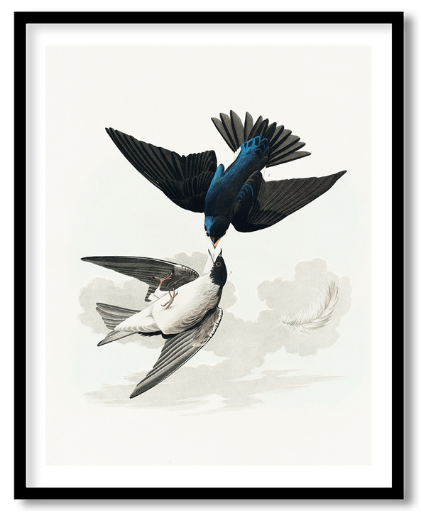 Swallows by John James Audubon