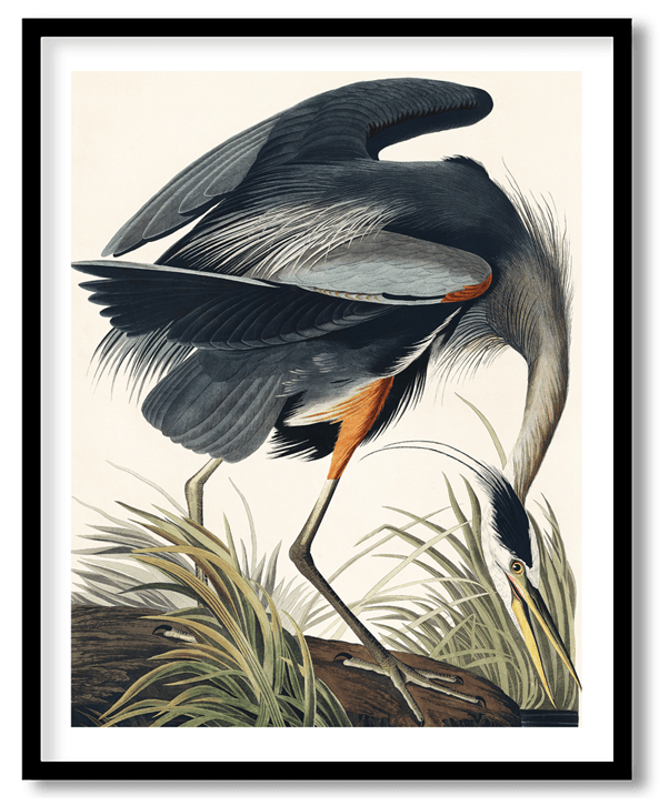 The great blue heron by John James Audubon