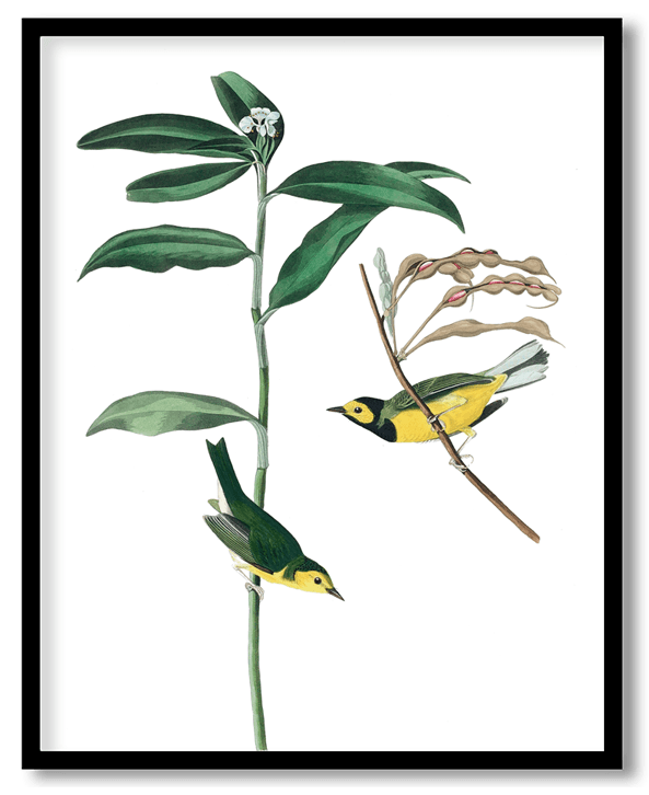 Warbler by John James Audubon