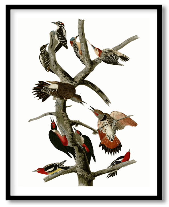 Woodpeckers by John James Audubon