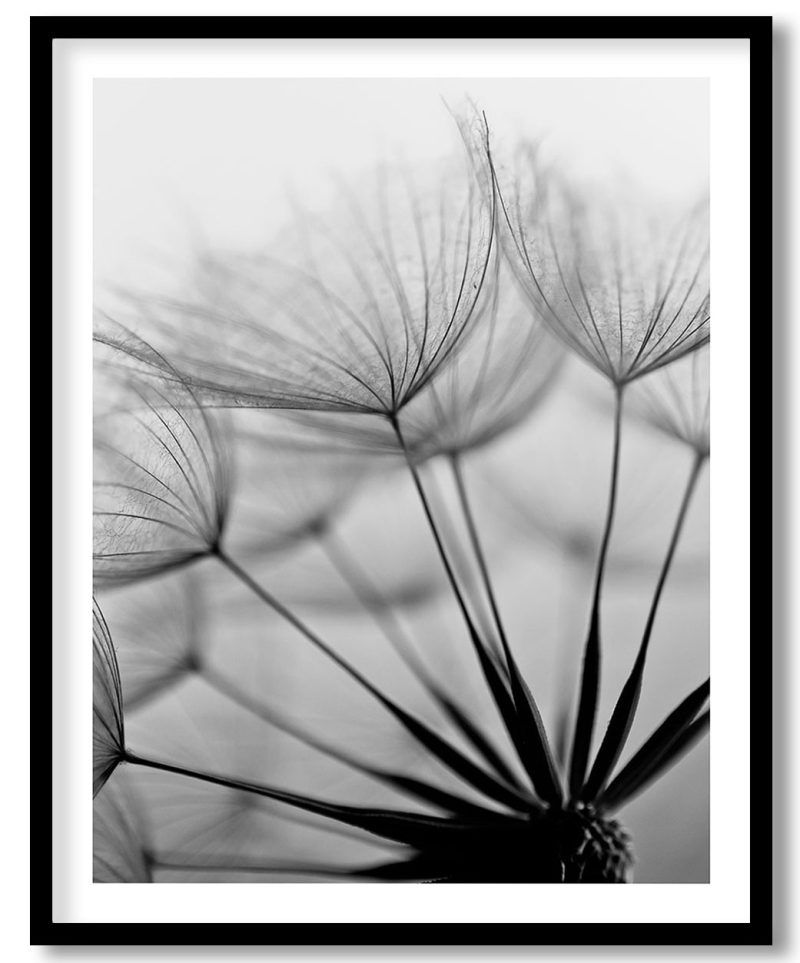 Dandelion flower