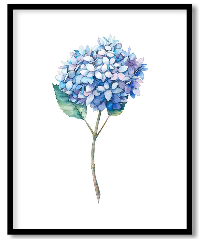 Enticing blue hydrangea flower