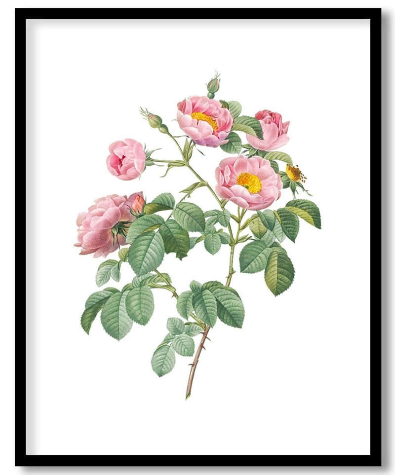 Rosebush with Soft Leaves (Rosa mollissima)