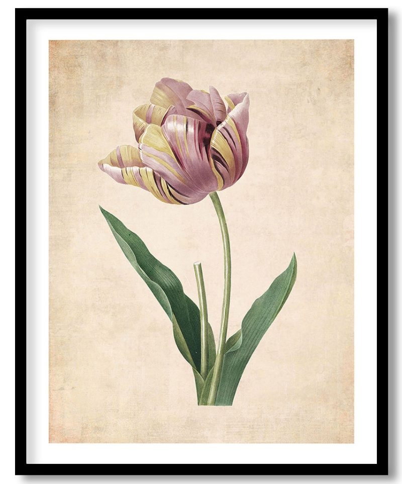 Tulip flower - Pressed Vintage Botanical