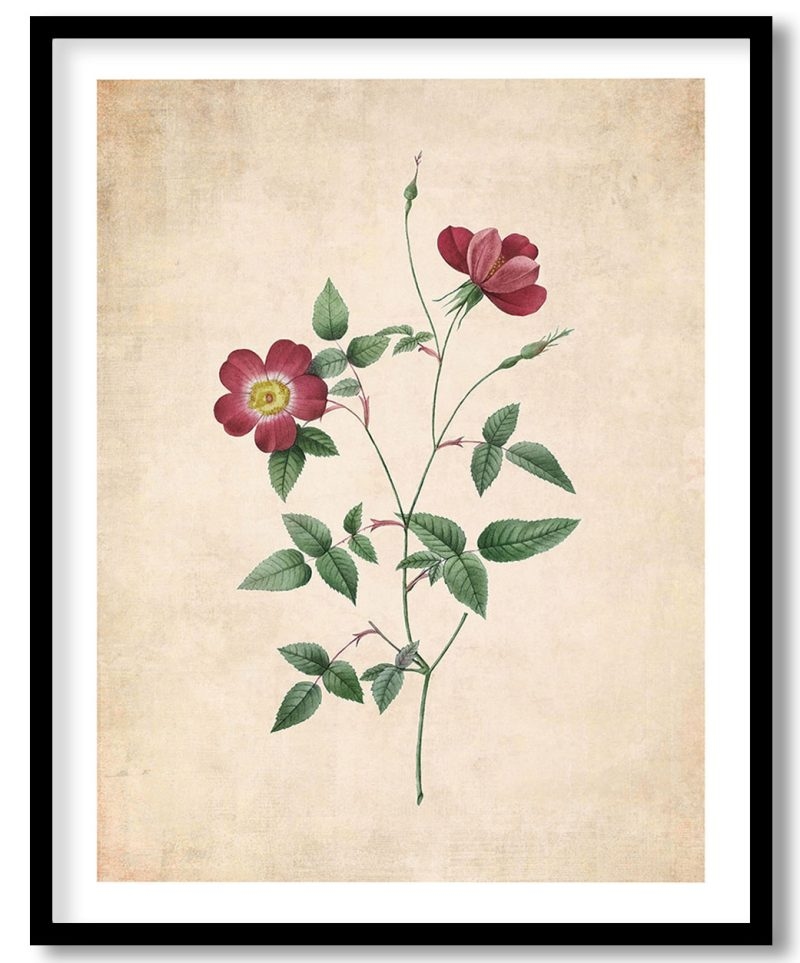 Rosa Indica Stelligera - Pressed Vintage Botanical