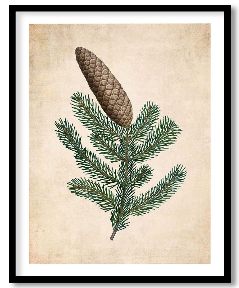 Ocimum Grandiflorum - Pressed Vintage Botanical