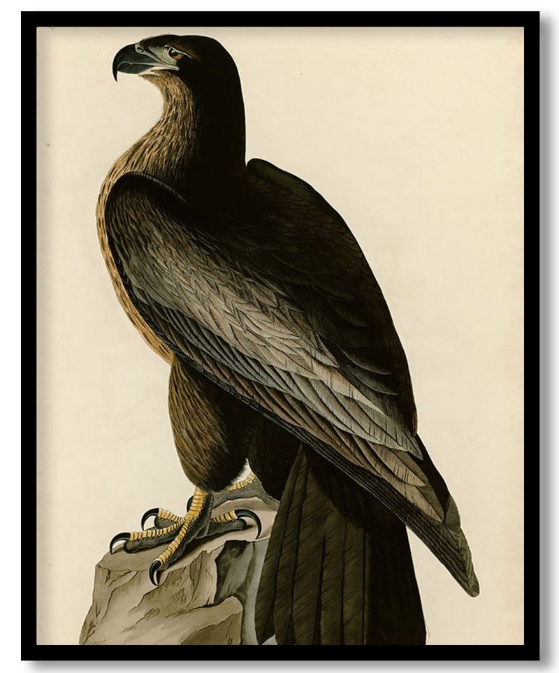 Plate 11. Bird of Washington by John James Audubon (Unknown)
