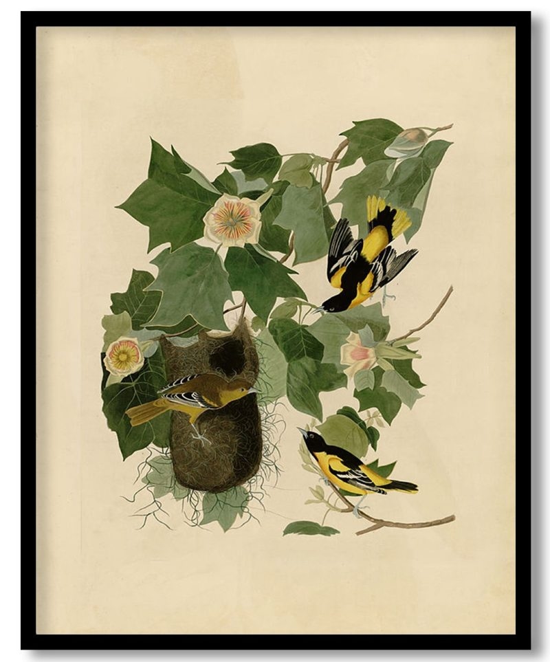 Plate 12. Baltimore Oriole by John James Audubon (Unknown)