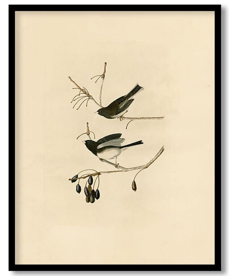 Plate 13. Snow Bird by John James Audubon (Unknown)