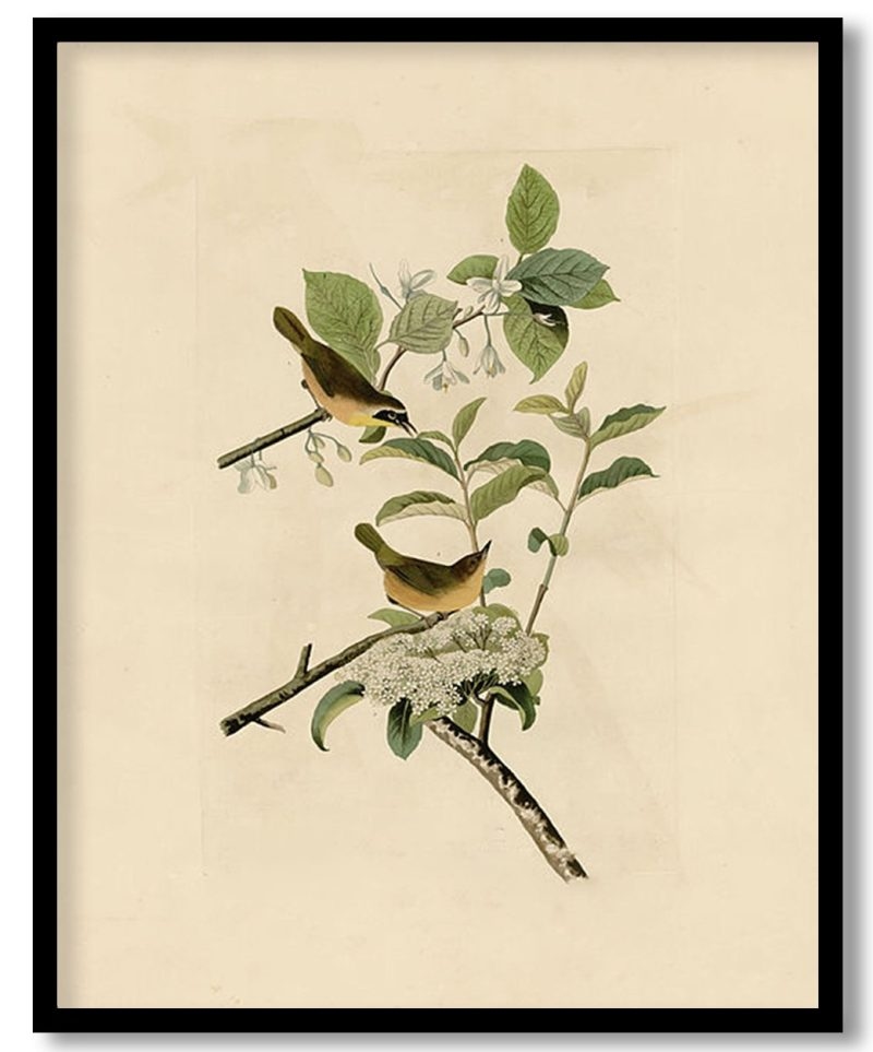 Plate 23. Yellow breasted Warbler   by John James Audubon (Unknown)
