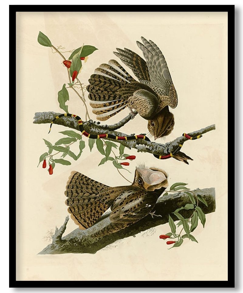Plate 52. Chuck will's Widow   by John James Audubon (Unknown)