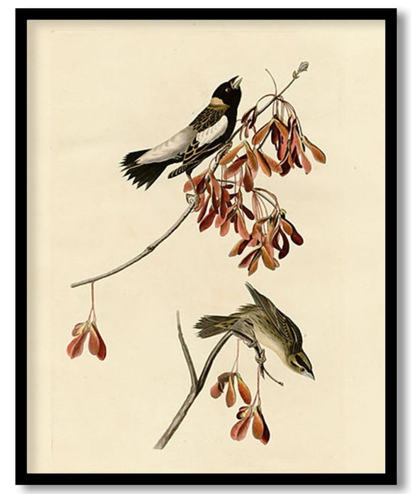 Plate 54. Rice Bird by John James Audubon (Unknown)