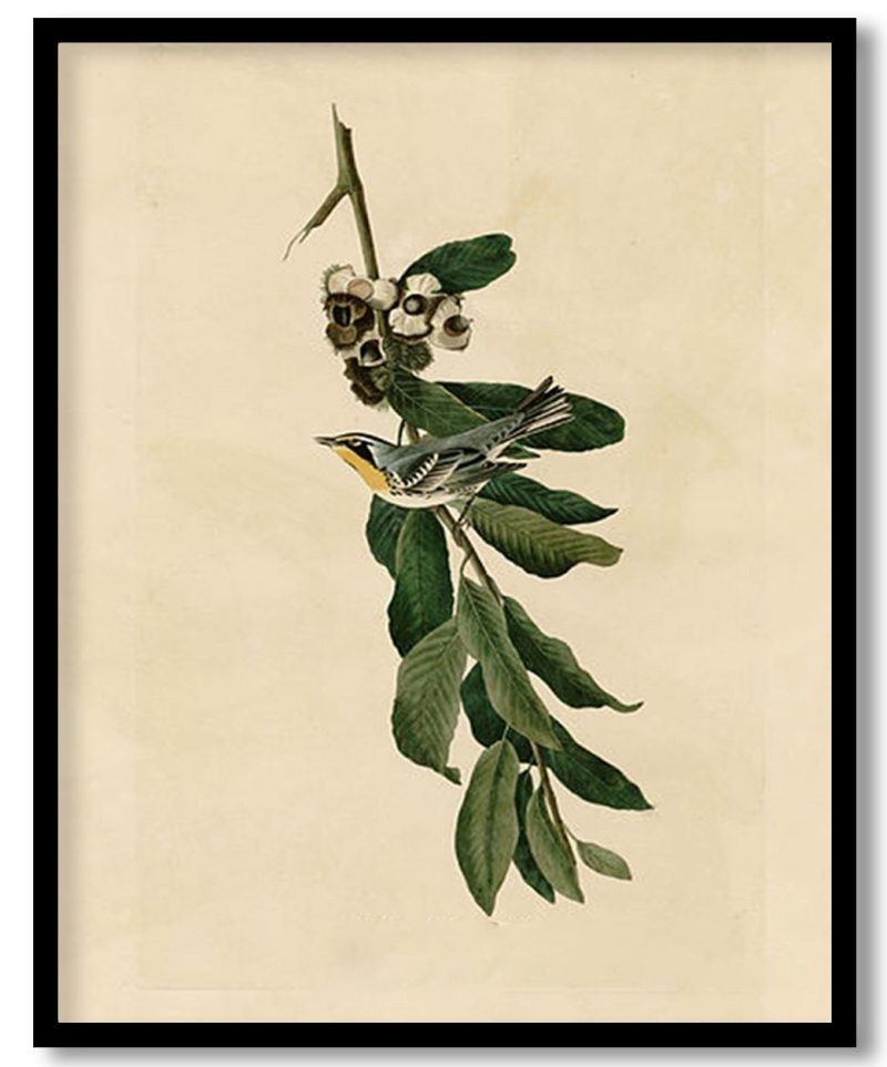 Plate 85 Yellow Throated Warbler by John James Audubon (Unknown)