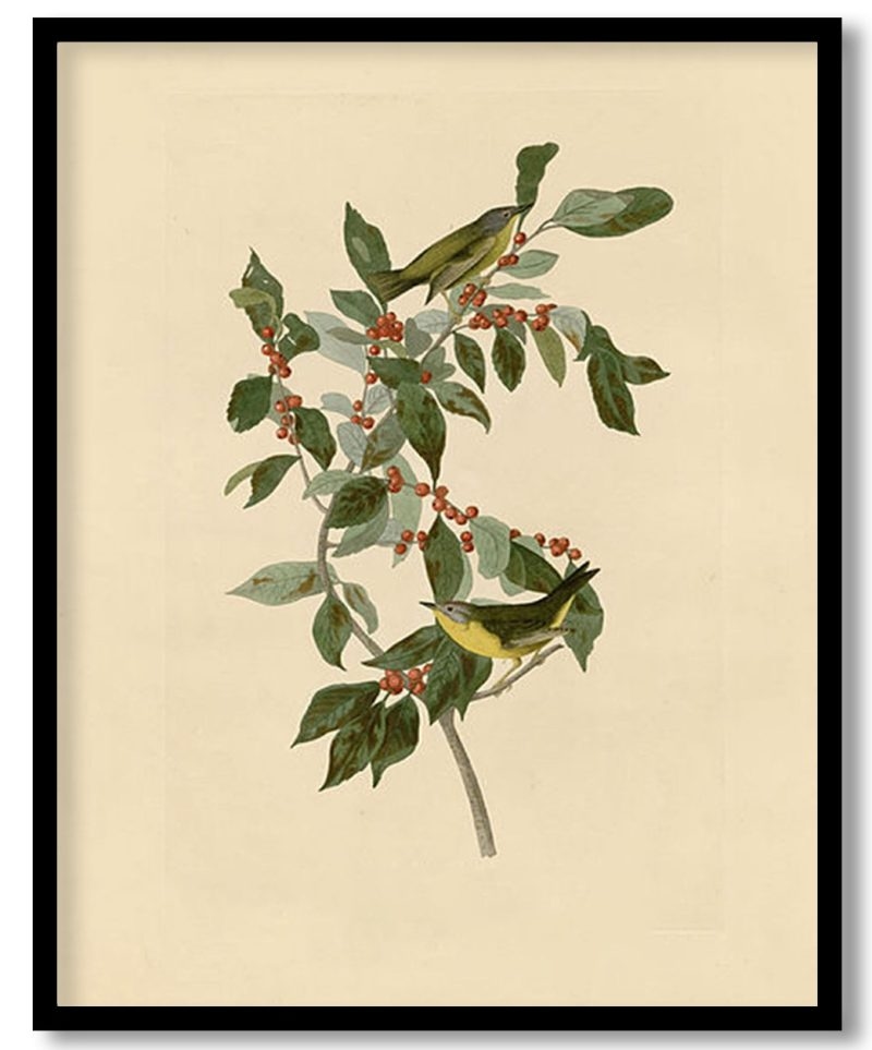 Plate 89 Nashville Warbler by John James Audubon (Unknown)
