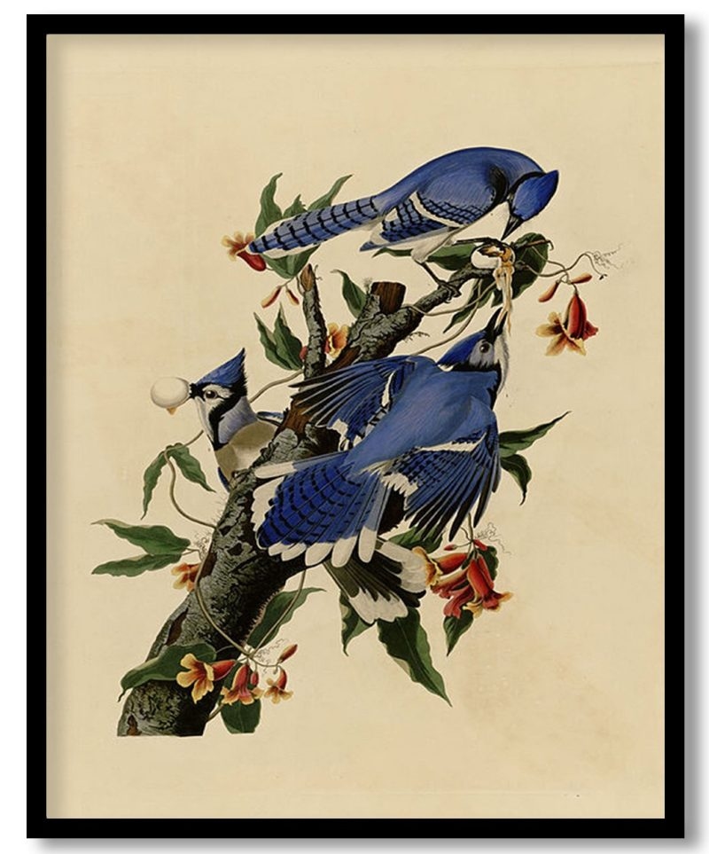 Plate 102 Blue Jay by John James Audubon (Unknown)