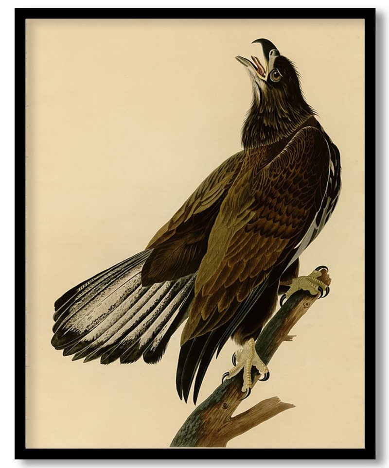 Plate 126 White headed Eagle   by John James Audubon (Unknown)