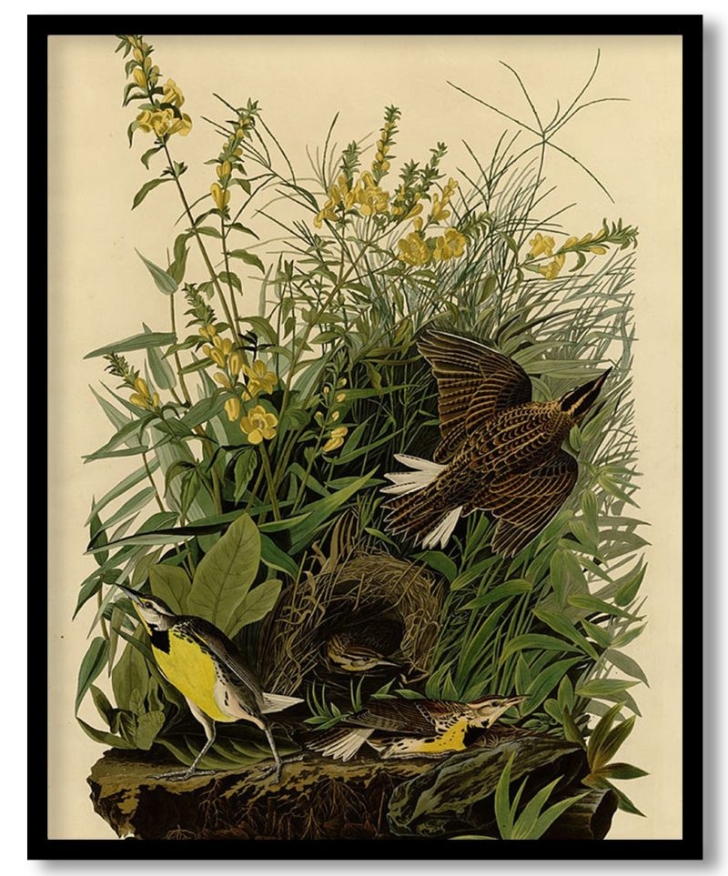 Plate 136 Meadow Lark by John James Audubon (Unknown)