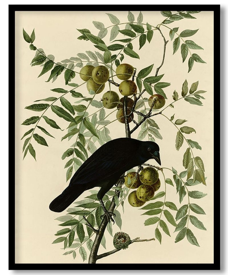 Plate 156 American Crow by John James Audubon (Unknown)