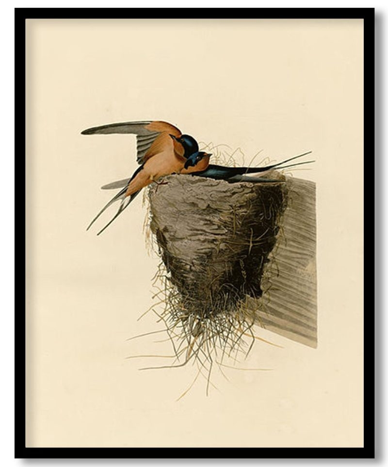 Plate 173 Barn Swallow by John James Audubon (Unknown)