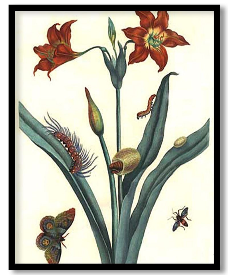 Rote Lilie by Maria Sibylla Merian (1705)