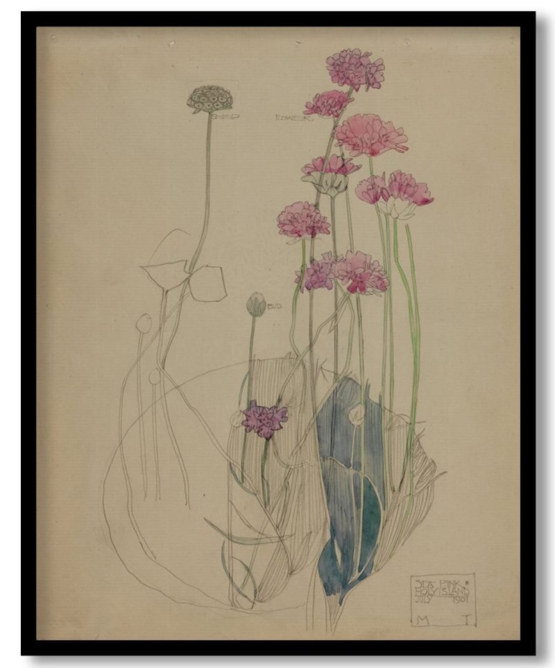 Sea Pink by Charles Rennie Mackintosh (1901)