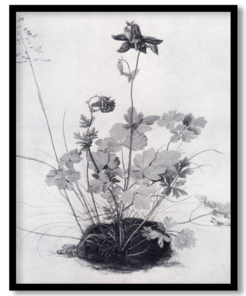 The Piece Of Turf With The Columbine by Albrecht Durer (1526)