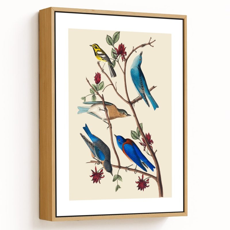 Blue birds by John James Audubon