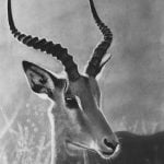 Wildlife and Animals