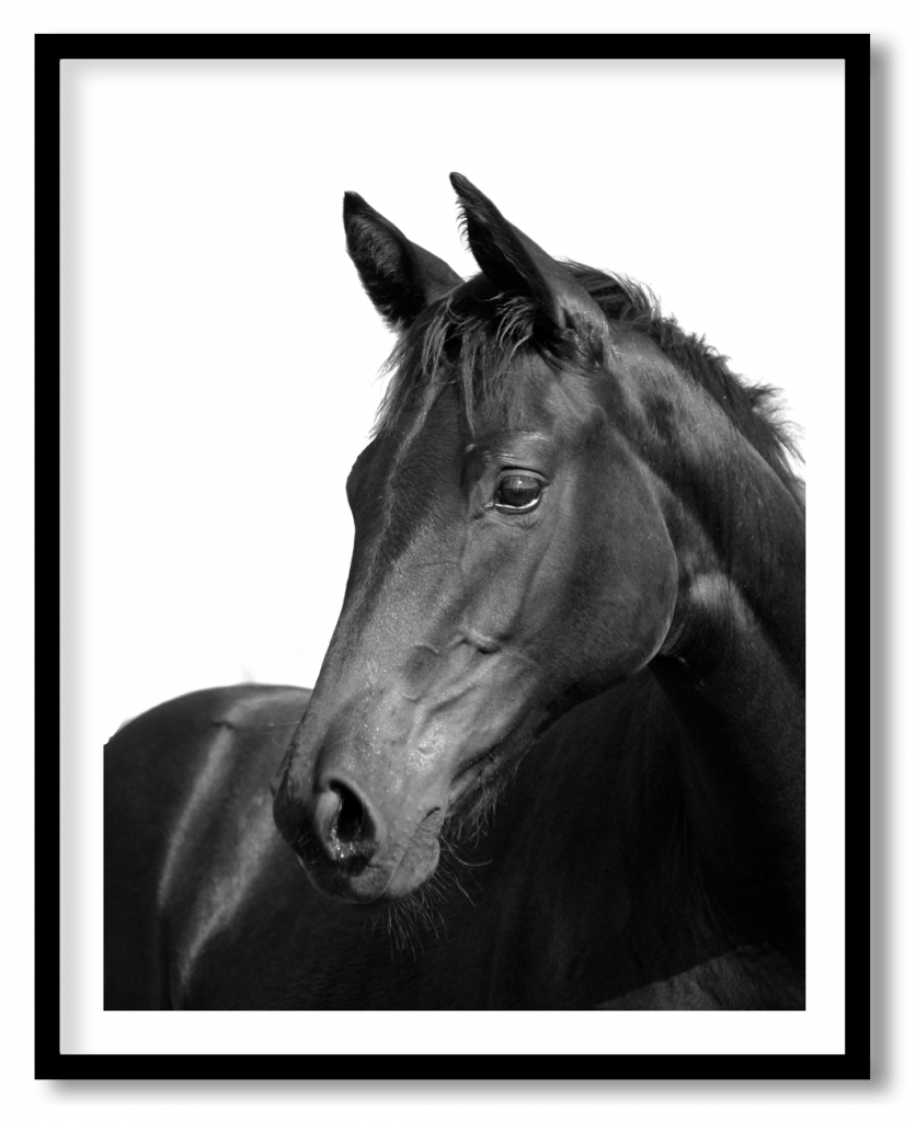 Black and white horse