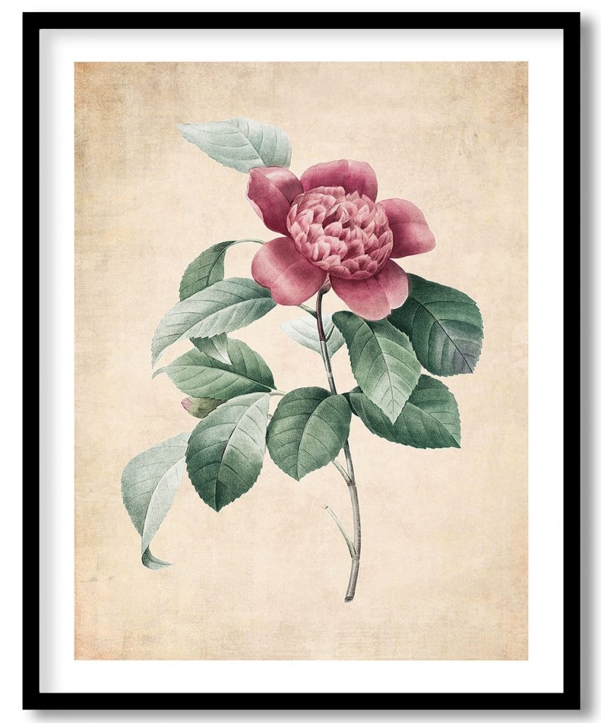 Red Anemone Camellia flower - Pressed Vintage Botanical
