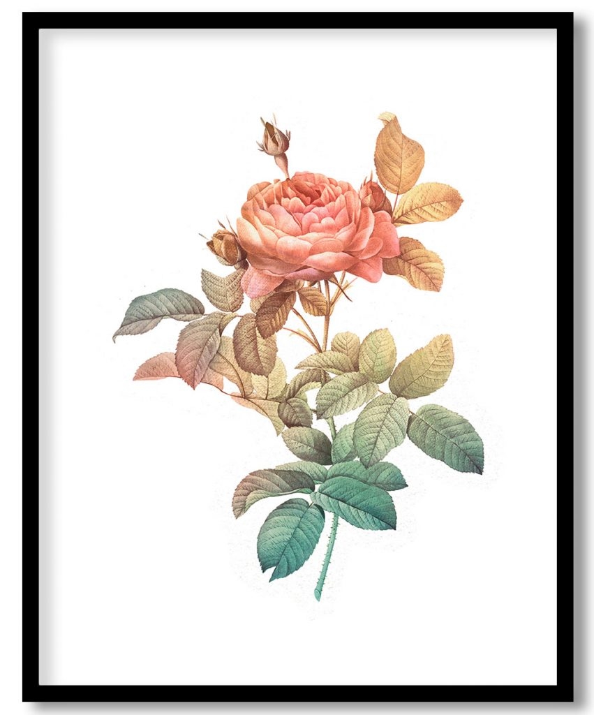 flower botanical nature