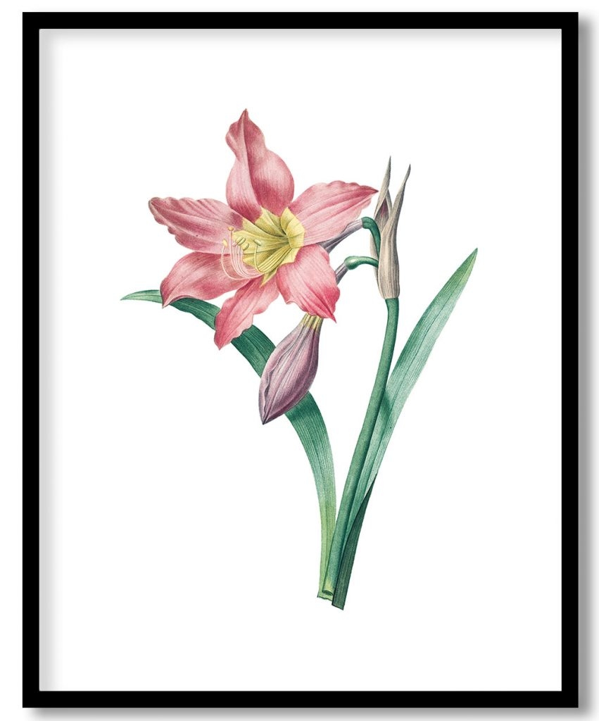 Botanical Amaryllis Equestre flower by Pierre Joseph Redouté