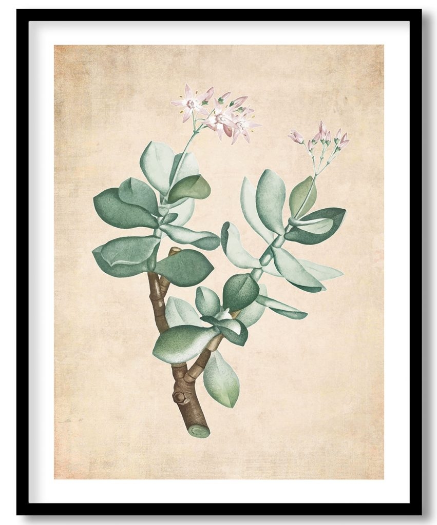 Crassula Portulacea - Pressed Vintage Botanical