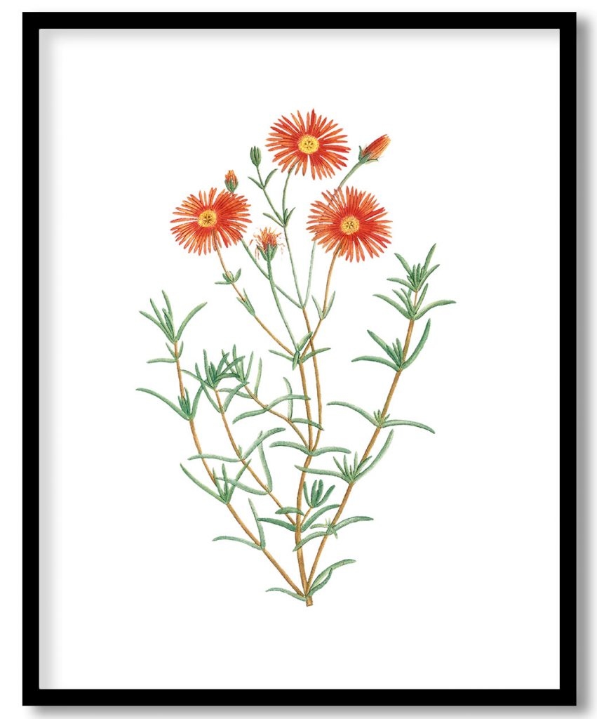 Mesembryanthemum Coccineum