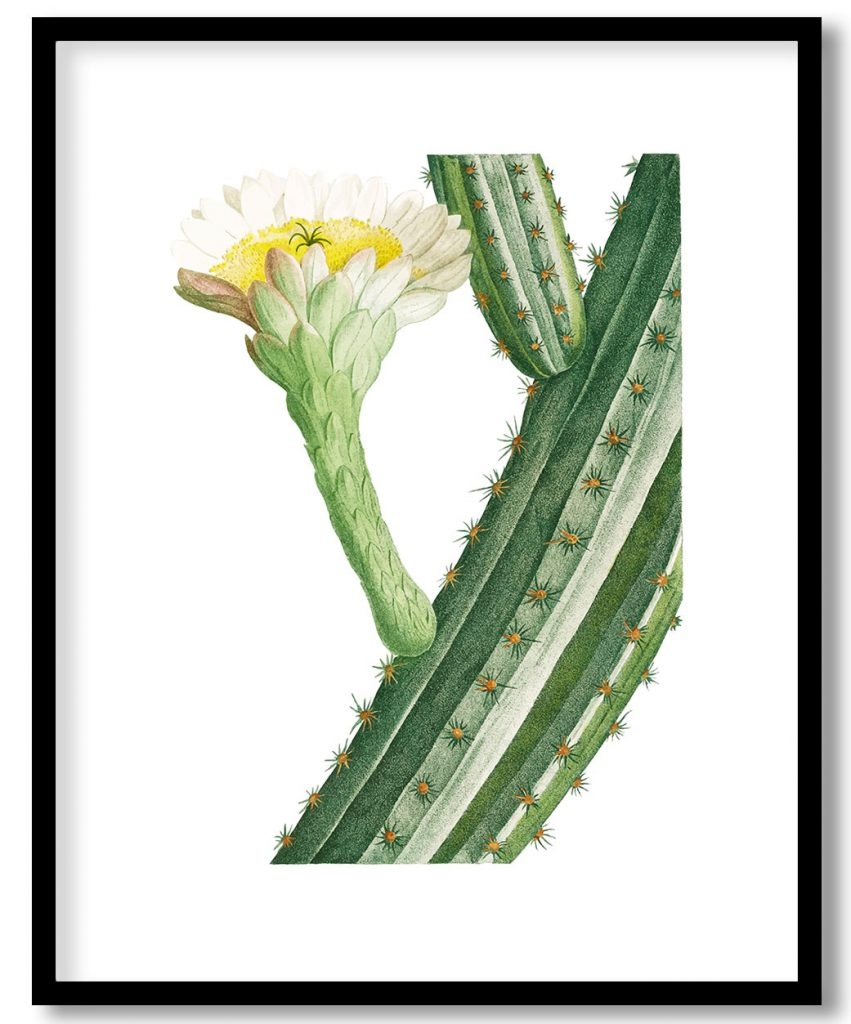 Vintage Cactus Opuntia #2