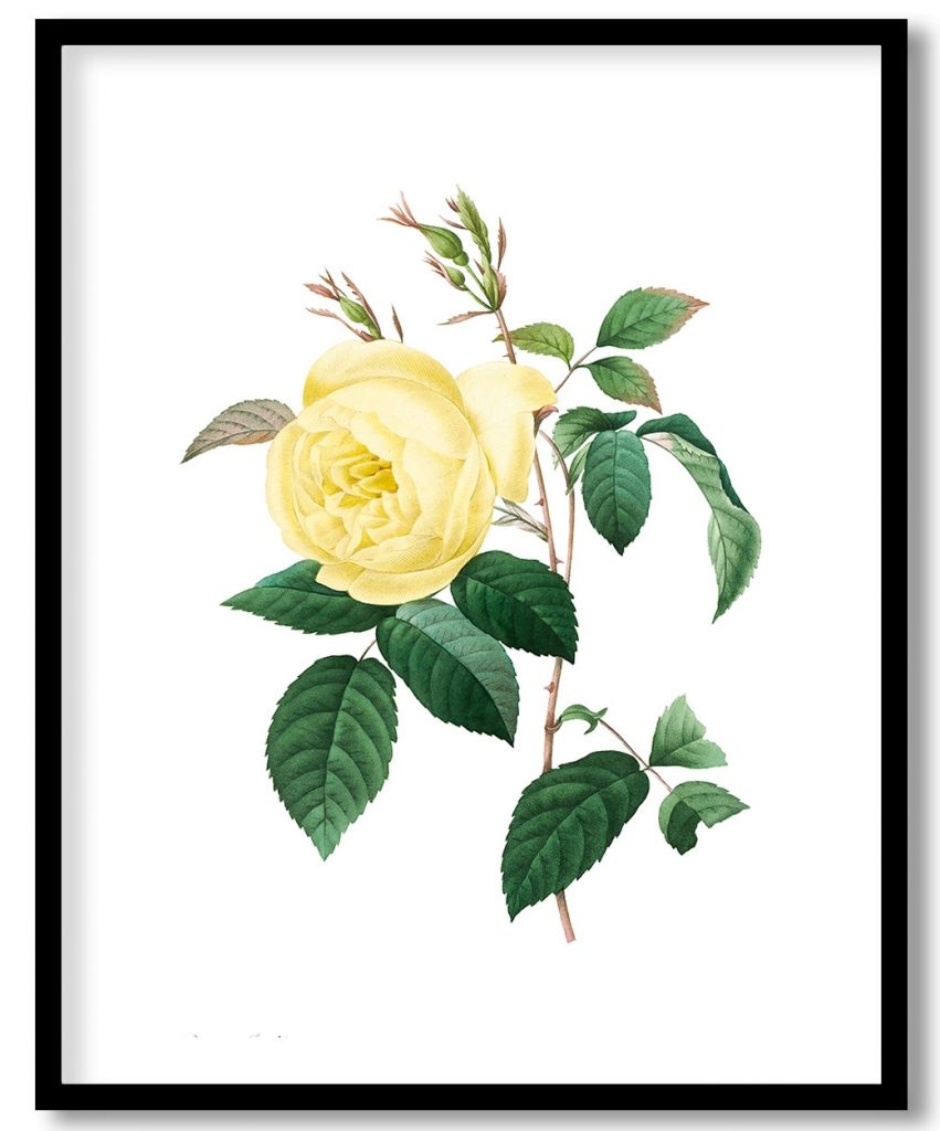 Yellow Rose by Pierre Joseph Redouté (1759–1840)