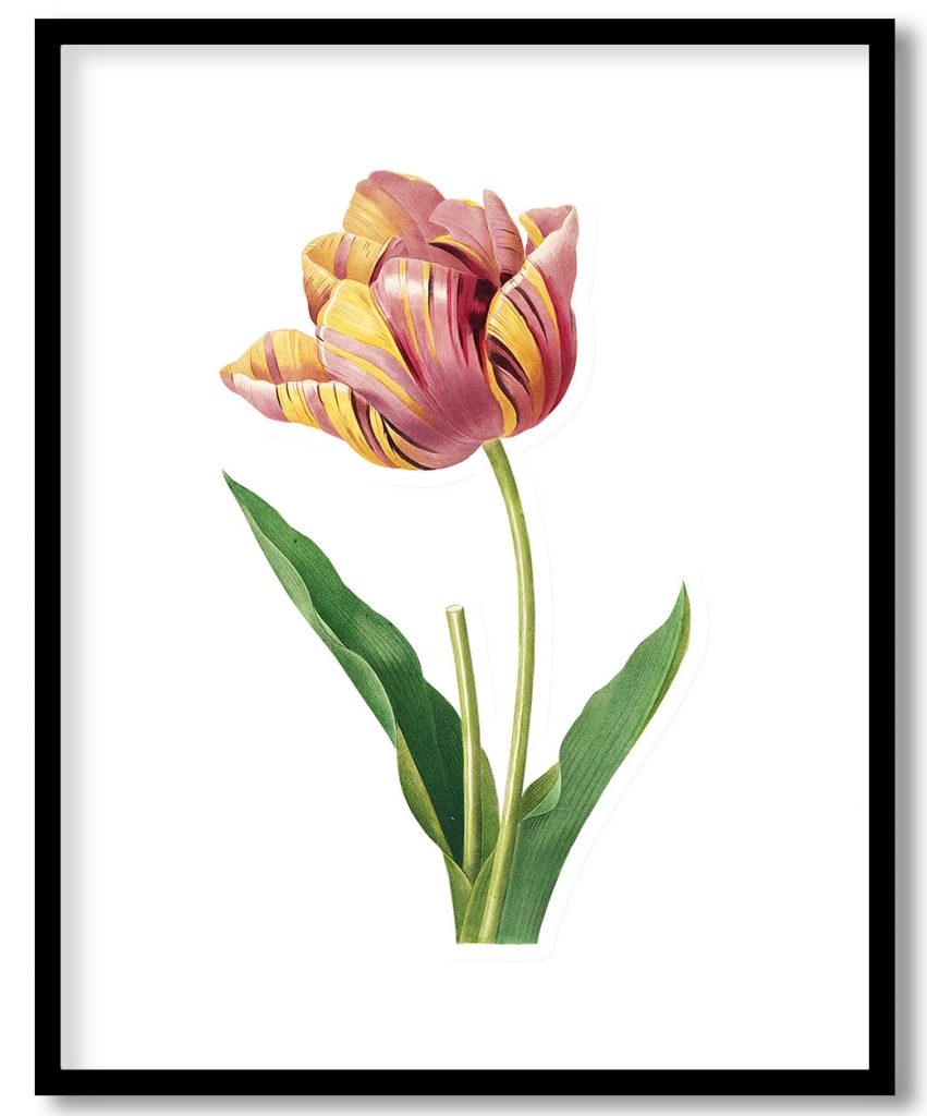 Tulip flower