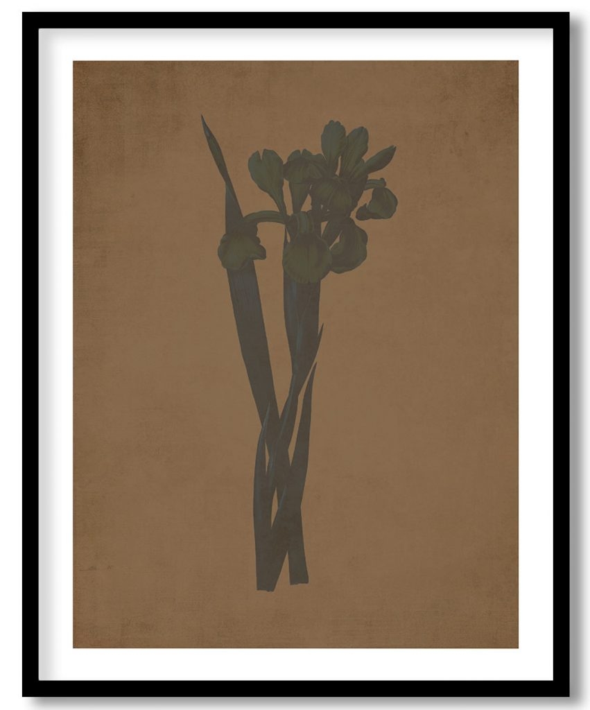 Iris Monnieri - Walnut Pressed