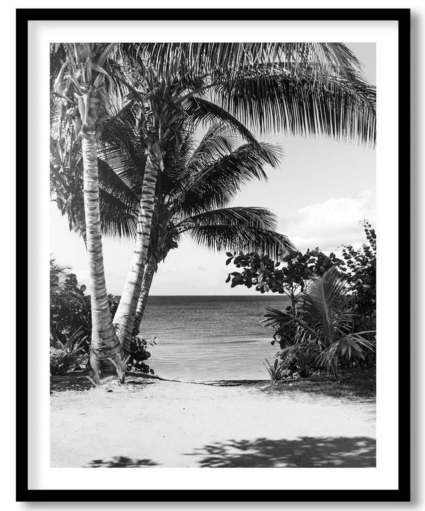 Black and white palm trees at beach
