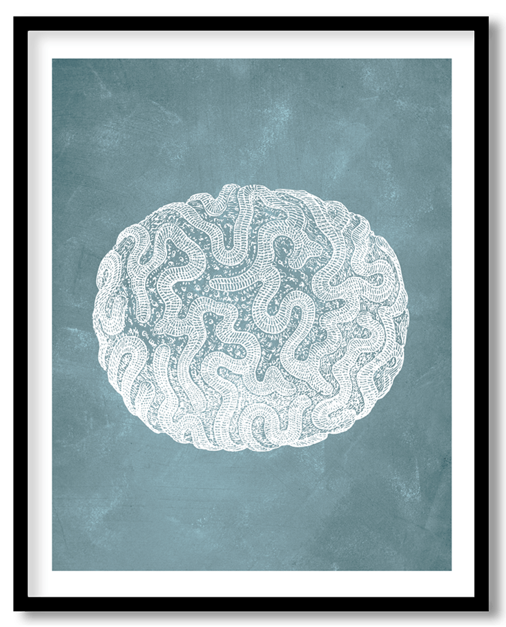 Blue cauliflower coral #11