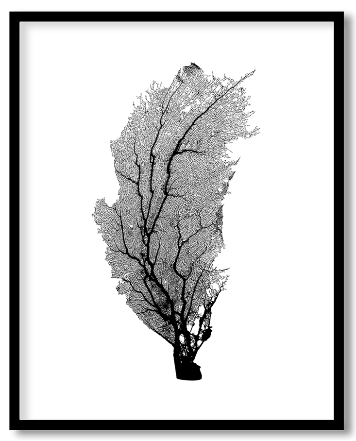 Vintage corallium rubrum coral #10