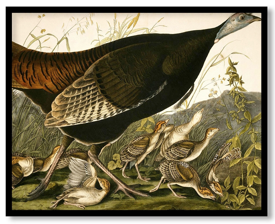 Wild Turkey by John James Audubon (c. 1827-1832)