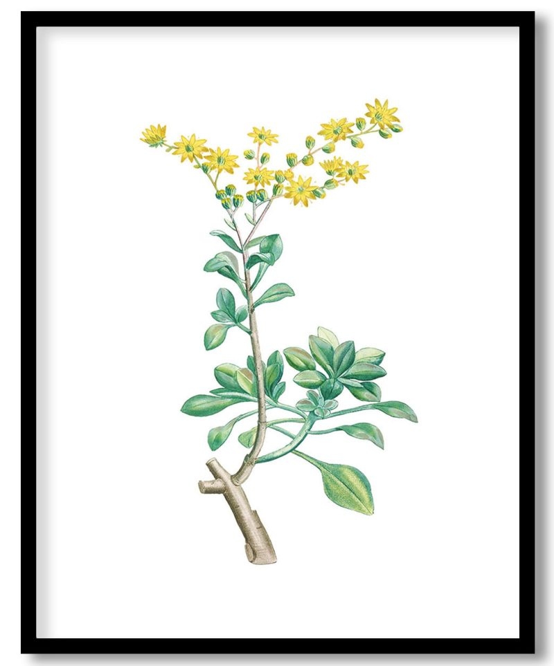 Hand drawn Sedum Aizoides (Yellow Saxifrages)