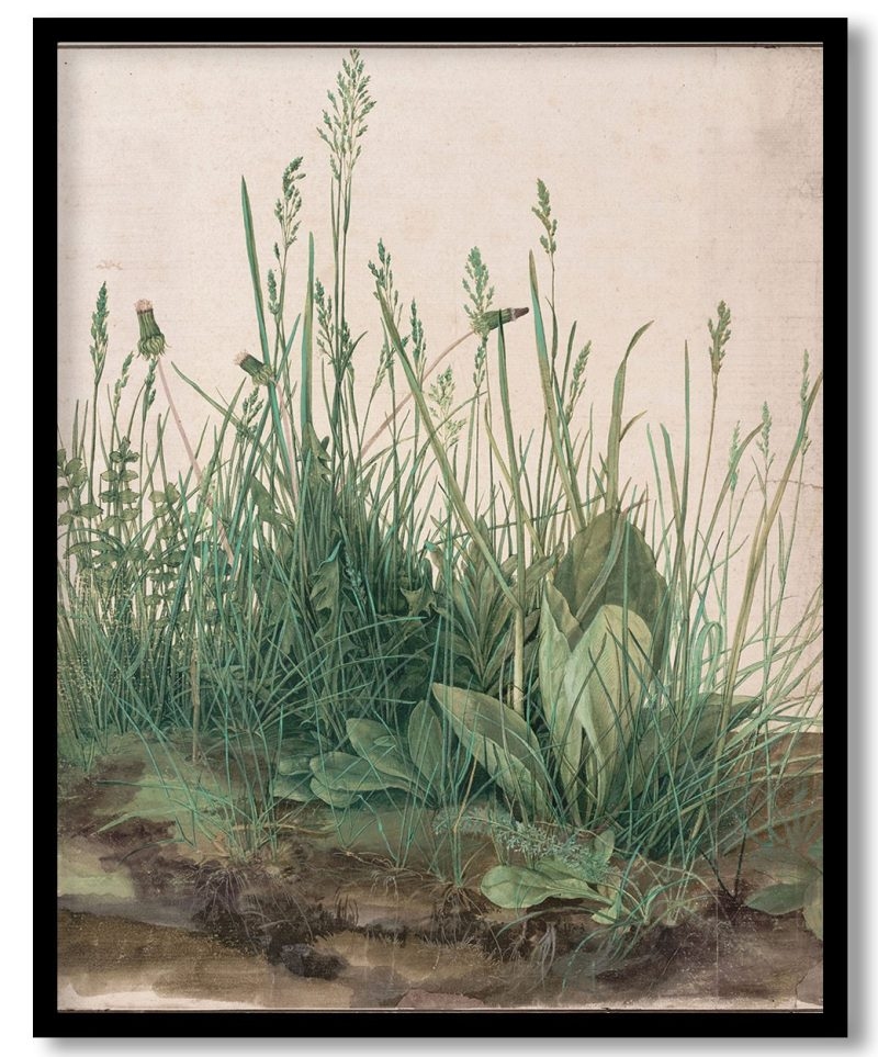 Great Piece of Turf by Albrecht Dürer (1503)