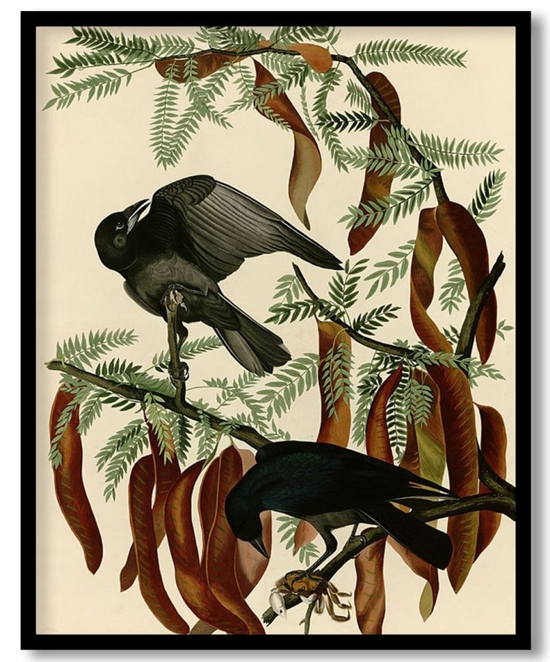 Plate 146 Fish Crow by John James Audubon (Unknown)
