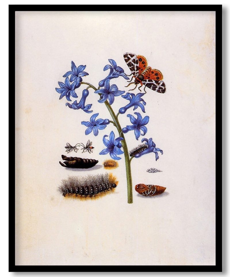unknown title by Maria Sibylla Merian (Unknown)