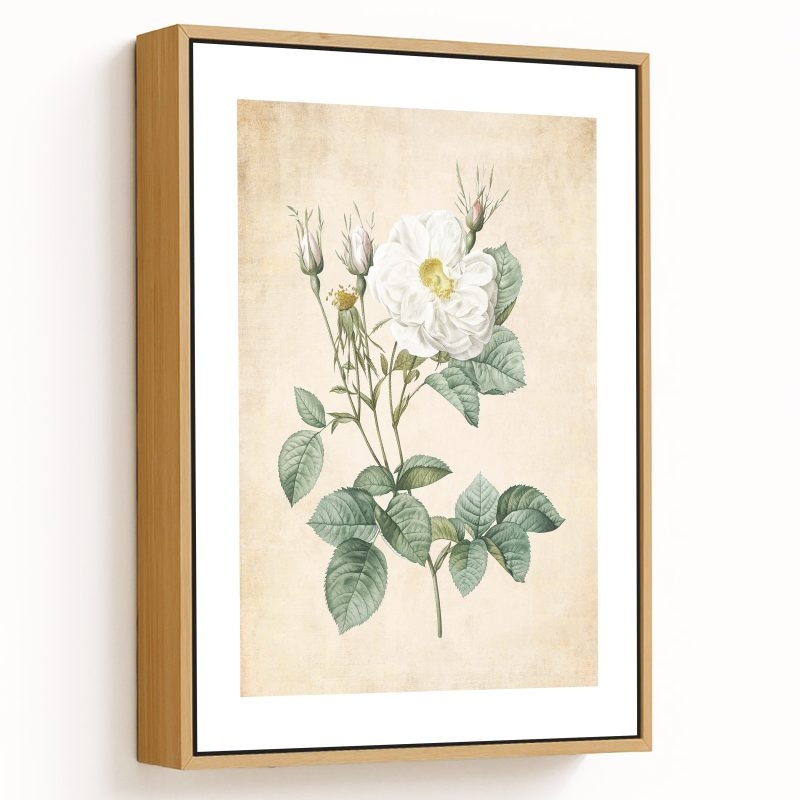 Rosa x alba - Pressed Vintage Botanical